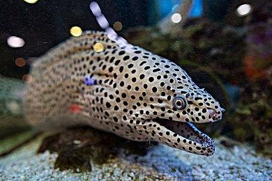 被取消的银河战士《Harmony》游戏实机画面遭泄露